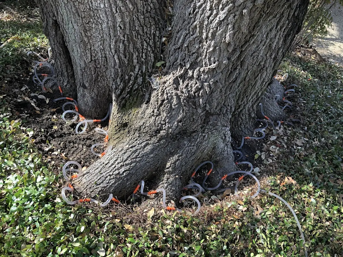Detailed Tree Cabling and Bracing job site in Webster